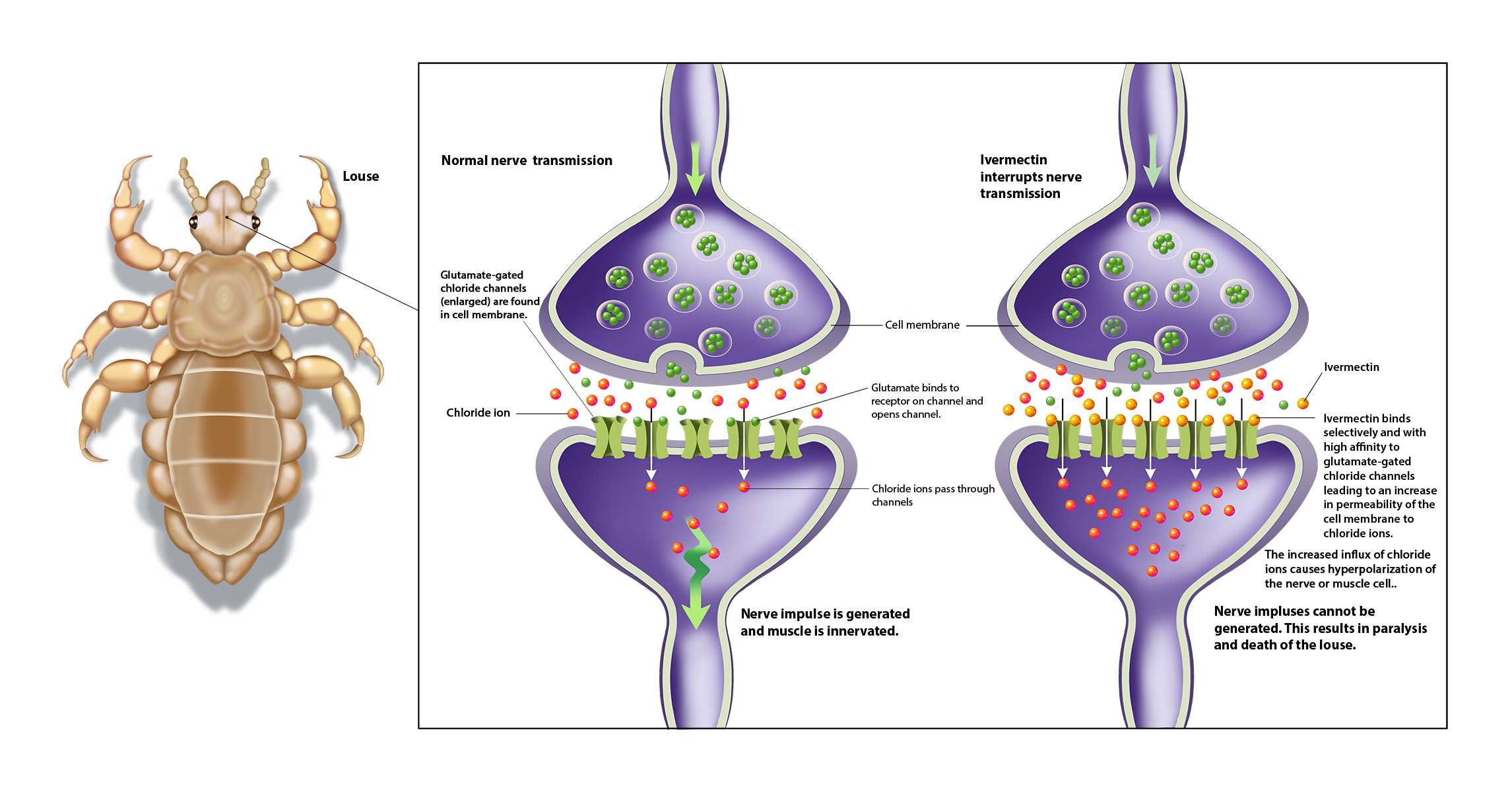 Synapse Archives Jackie Heda Biomedical And Scientific Visuals 5383