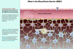 What is the Blood-Brain Barrier?