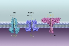 CFTR, TMEM16A, and ENaC