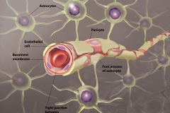 Blood-Brain Barrier