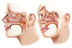 Sinus Anatomy